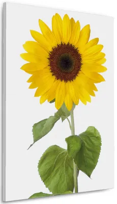 Produktbild von Wallario Premium Leinwandbild Sonnenblume in Größe 60 x 90 cm