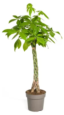 Produktbild von Pachira Aquatica Ø27cm - Höhe 130 - 150cm