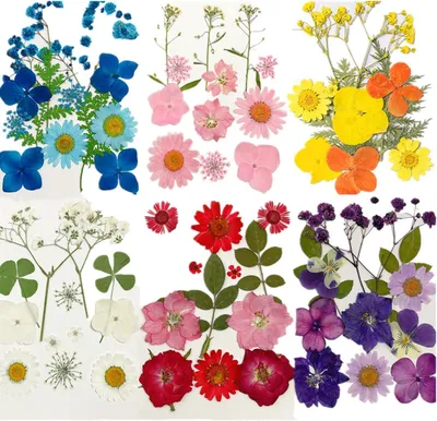 Produktbild von Getrocknete Blumen Mix, 72 Stück, gepresst, für kreative Projekte