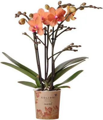 Obrázok produktu pre Orchidea Phalaenopsis Mineral Bolzano Orange Ø9 cm Kvitnúca izbová rastlina s 2–3 kvetmi