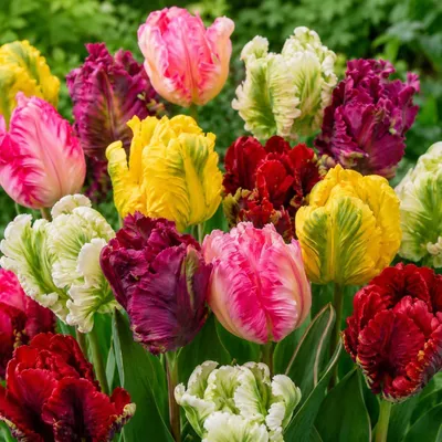 Productafbeelding van Winterharde, meerjarige tulpbollen - Papegaaitulp mix - 25 bloembollen - Echte planten uit Nederland - Tulpbollen voor tuin, potten en balkon (grote bollen, geen zaad, niet kunstmatig)