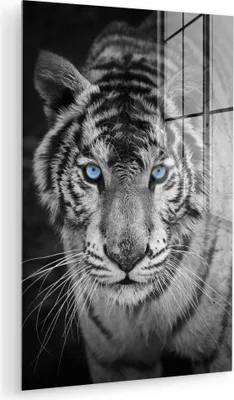Produktbild von MuchoWow Glasbilder - Bilder auf Wandbild - Foto auf Glas Tiere - Tiger - Schwarz und weiß - Augen - Blau 20x30 cm Wanddekoration aus Glas - Acrylglasbild - Acrylbilder - Acrylglas