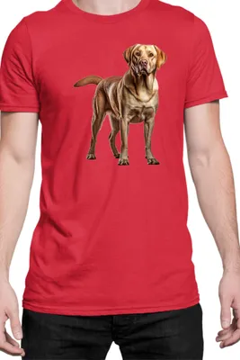 Zdjęcie produktu dla Męska Koszulka Dogs Breeds Labrador Retriever Dog Breed 005, Man M / Czerwony