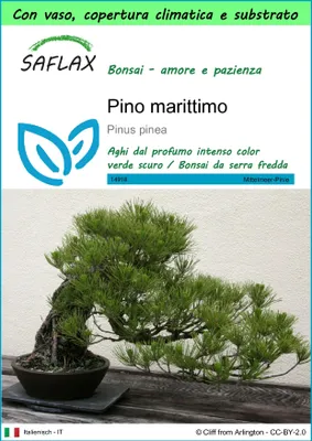 Immagine prodotto di SAFLAX Garden to go - Pino marittimo - 6 semi - Pinus