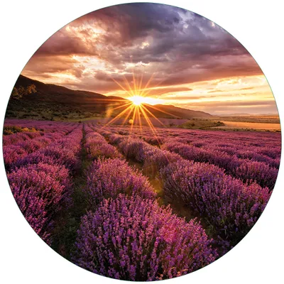Produktbild von Wallario Premium Glasbild, freischwebende Optik, kräftige Farben, rund 50cm Durchmesser, Motiv Lavendelfeld bei Sonnenuntergang - Sonnenstrahlen