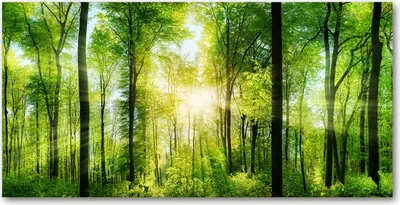 Produktbild von Tulup Glas-Bild -140x70- Wandkunst Dekorative Wand für Küche & Wohnzimmer - Landschaften - Wald Sonne - Grün