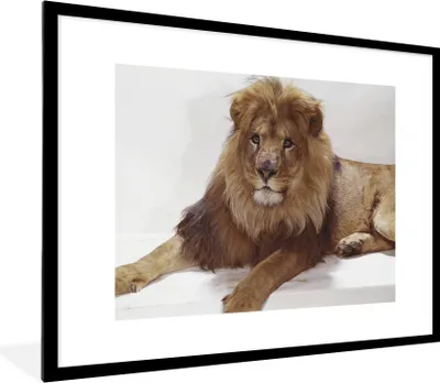 Produktbild von MuchoWow® Gerahmtes Poster Löwe - Porträt - Weiß 80x60 cm - Poster mit Schwarzem Bilderrahmen Wandposter Rahmen Foto Bilder - Schlafzimmer-Dekorationen - Fotoposter