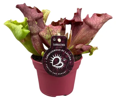 Immagine prodotto di Sarracenia - 20cm - Ø12cm - Pianta d'appartamento - Sempreverde