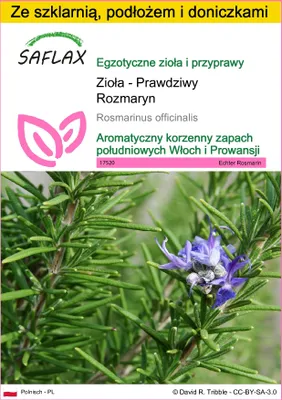 Zdjęcie produktu dla SAFLAX - Zestaw do uprawy - Zioła - Prawdziwy Rozmaryn - 100 Nasiona - Z mini szklarnią, podłożem uprawowym i 2 doniczkami - Rosmarinus officinalis