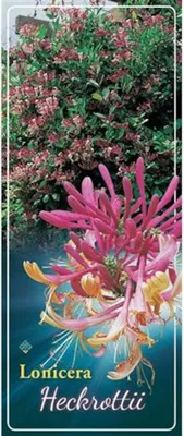Obrázek produktu pro Zimolez pravý 60-80 cm Lonicera heckrottii American Beauty - zimolez Yellanderův