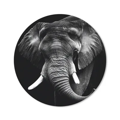 Produktbild von MuchoWow® Mauspad Mousepad Elefant - Zähne - Schwarz - Weiß 20x20 cm - Mousepads - Maus Mat - Pad - Mausunterlage - Schreibtischmatte