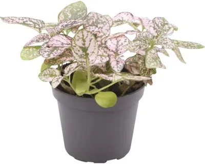 Produktbild von Terrariumpflanze DENNERLE PLANTS Pünktchenpflanze - Hypoestes phyllostachya ‘Pink’