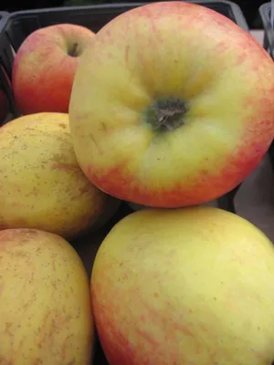 Produktbild von Malus domestica Rewena ® - Herbstapfel Rewena ® - Apfelbaum