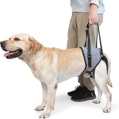 Produktbild von Hundegeschirr für Hinterbeine, weich, atmungsaktiv, für alte oder verletzte Hunde