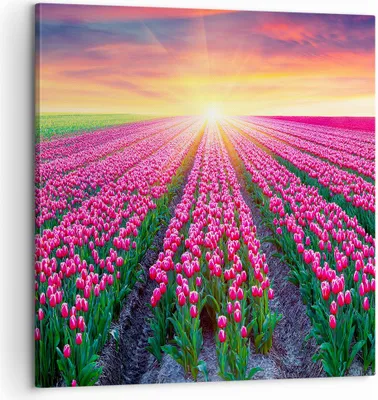 Produktbild von Bild auf Leinwand - Leinwandbild - Wiese Tulpen Sonnenuntergang Frühling - 60x60cm - Wand Bild - Wanddeko - Leinwanddruck - Bilder - Kunstdruck - Leinwand bilder - Wandkunst - AC60x60-2841