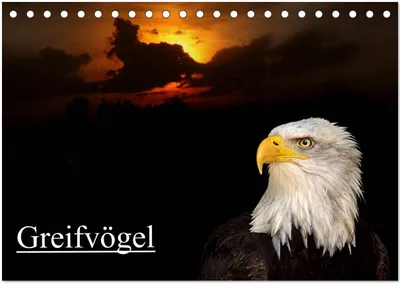 Produktbild von Greifvögel (Tischkalender 2026 DIN A5 quer), CALVENDO Monatskalender