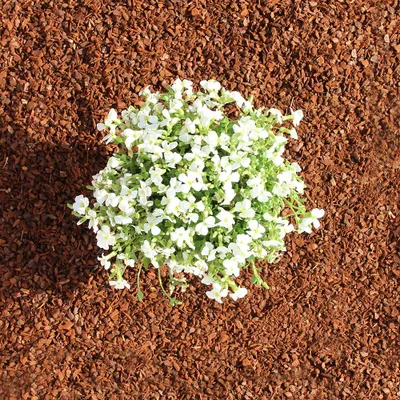 Produktbild von Premium Pinie 600 Liter fein 0-8 mm (10 x 60 Liter) Pinienrinde: Der besondere Rindenmulch