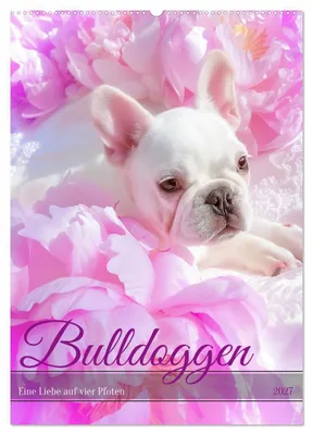 Produktbild von Bulldoggen (Wandkalender 2027 DIN A2 hoch), CALVENDO Monatskalender