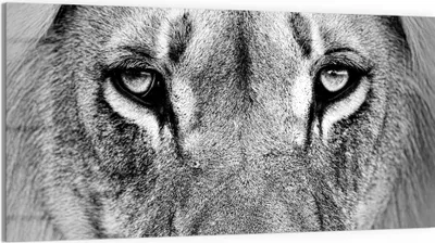 Produktbild von DEQORI Glasbild Echtglas 100x50 cm 'Majestätischer Blick' Wandbild Bild modern Deko