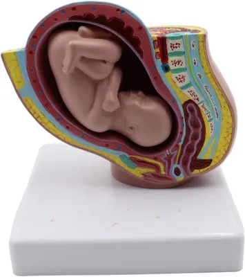 Immagine prodotto di Modello di feto - Bacino femminile - Gravidanza di 9 mesi - Modello anatomico - Ricerca scientifica - Struttura chiara - Modello della gravidanza
