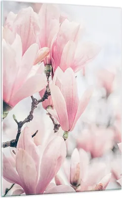 Produktbild von Bilder auf glas - Einteilig - Magnolie Blumen Rosa - 70x100cm - Glasbilder - Wandbilder - Bilder - zum Aufhängen bereit - Wanddekoration aus Glas - Glas Bilder - Wandbild auf Glas - GPA70x100-4396