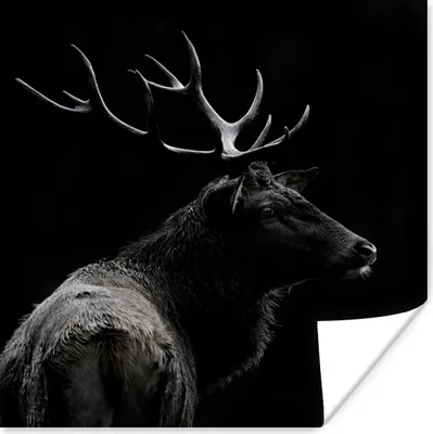 Produktbild von MuchoWow® Poster Hirsch - Schwarz - Weiß - Geweih 50x50 cm - Wohnzimmerdekoration