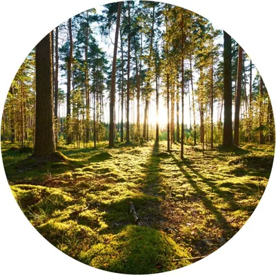 Produktbild von Sticker Kreis BÄUME Wald Sonnenstrahlen Pflanzen Natur Grün Landschaft 3D Wandtattoo Aufkleber Wohnzimmer 100 cm x 100 cm