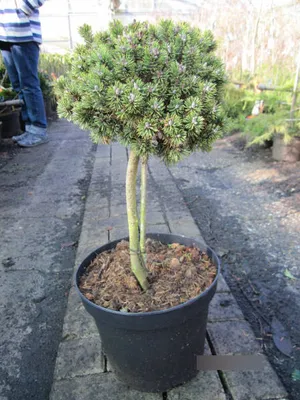 Produktbild von Zwergkiefer Alpenhexe - Pinus mugo Alpenhexe