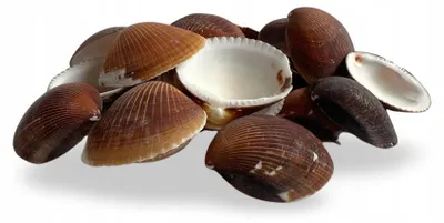 Zdjęcie produktu dla Muszelki akwariowe naturalne 2-4 cm, opakowanie 100 g
