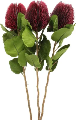Produktbild von Kunstblumen Banksia Proteaceae Weinrot 58cm 3er Set Dekoblumen, 3 Stück