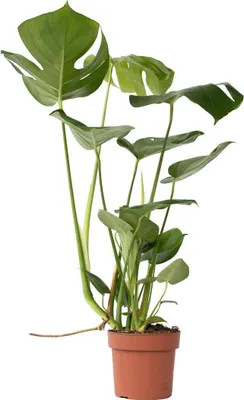 Image de Plante à trous - Monstera deliciosa - Hauteur 50-60cm - ⌀17cm