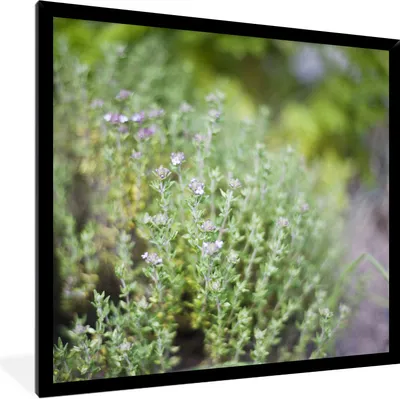 Produktbild von MuchoWow® Gerahmtes Poster Nahaufnahme von wachsenden Thymianpflanzen in einem hübschen Garten 40x30 cm - Poster mit Schwarzem Bilderrahmen Wandposter Rahmen Foto Bilder - Kunstposter - Wanddekorationen