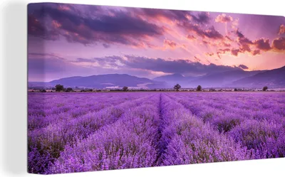 Obrázek produktu pro OneMillionCanvasses® Malba na plátně Nástěnná malba na plátně - Levandule - Fialová - Květiny - Pole - 40x20cm