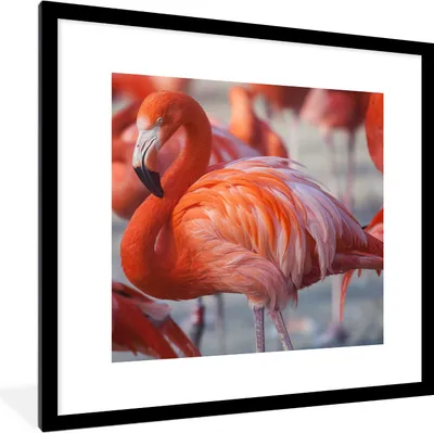 Produktbild von MuchoWow® Gerahmtes Poster Flamingo - Vogel - Tiere - Rosa 40x40 cm - Poster mit Schwarzem Bilderrahmen Wandposter Rahmen Foto Bilder - Poster - Plakat im Rahmen