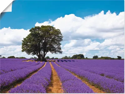 Produktbild von ARTland Poster Schönes Lavendelfeld im Sommer Größe: 40x30 cm