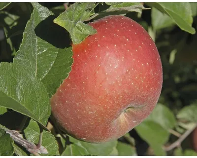 Obrázek produktu pro Jabloň zimníFloraSelfMalus domestica 'Goldparmäne' 120-150 cm květináč 7,5 l