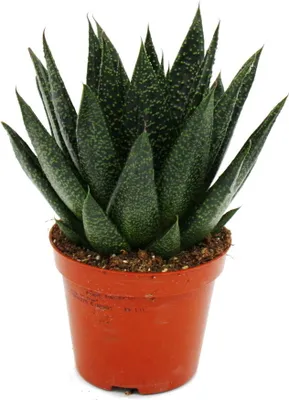 Zdjęcie produktu dla Sukulent - Gasteria d due - Gasteria - doniczka 8,5cm