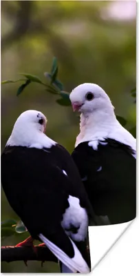 Produktbild von MuchoWow® Poster Vögel - Zweig - Blätter 20x40 cm - Plakat - Foto