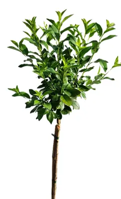Obrázok produktu pre Čerešňa obyčajná - Prunus fruticosa Globosa - 80 - 100 cm