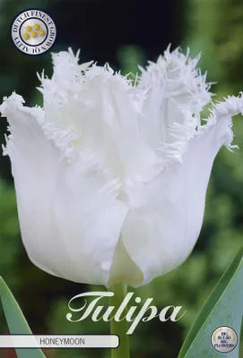 Artikelbild 2 von 'Tulpe Honeymoon (7 Stück)' aus der Kategorie Tulpenzwiebeln