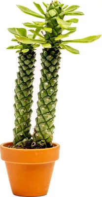 Obrázok produktu pre Gardners Euprhobia Monadenium Guentheri, priemer 6 cm