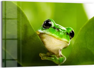 Produktbild von DEQORI Glasbild Echtglas 90x60 cm 'Grüner Lauschposten' Wandbild Bild modern Deko