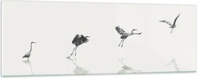 Produktbild von Bilder auf glas - Einteilig - Flug Vogel Reiher - 90x30cm - Glasbilder - Wandbilder - Bilder - zum Aufhängen bereit - Wanddekoration aus Glas - Glas Bilder - Wandbild auf Glas - GAB90x30-5096