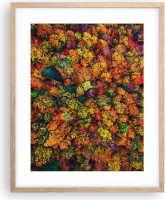 Produktbild von Gerahmtes Poster - Rahmen in heller Eiche - Herbst Perspektive Vogel - 40x50 cm - Wand Bild - Wanddeko - Wandbilder - Kunstposter - Wandposter - Bilderrahmen - Bilder - Kunstdruck - P2NPA40x50-4478