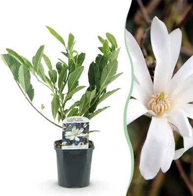 Image de Heesters - Magnolia Stellata - Bloem Wit - 1 Plant - Bladverliezend - Weinig Onderhoud - 35-45cm - Ø18cm - Plante de jardin