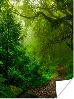 Produktbild von MuchoWow® Poster Landschaft - Dschungel - Tropisch - Sonne - Grün 120x160 cm - Wandbilder