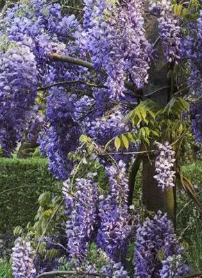 Image de Wisteria sin. 'Prolific' ('boskoop') - Blauregen 'Prolific' 80-100 cm | Topf