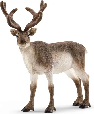 Produktbild von SCHLEICH WILD Life | Rentier 14837 | detailgetreue Tierfiguren | Zoo Spielzeug Jungen und Mädchen | Deko für Geburtstag | Spielfigur ab 3 Jahren | 13 x 6 x 12 cm
