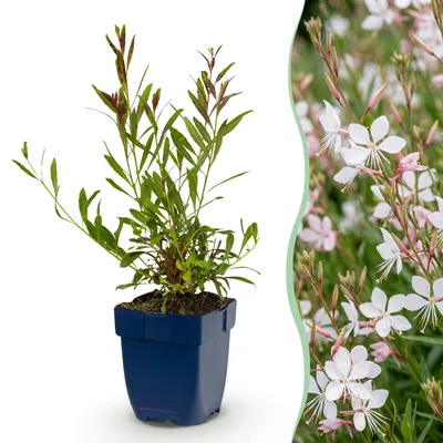 Produktbild von Green boutiQ - Staude - Gaura lindh. Whirling Butterflies - Prachtkerze - Bienen- und Schmetterlingsmagneten - Weiß - 1 Pflanze - Topf 11cm - Höhe 15-25cm