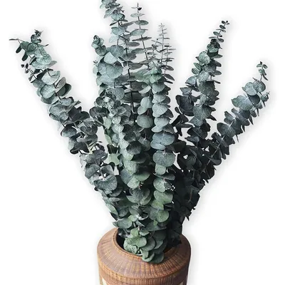 Produktbild von Getrocknete Eukalyptus Zweige 10er Pack 45cm für Dekoration & Aromatherapie
